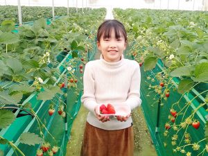 イチゴ狩りのおすすめ時期は？豆知識は？千葉市「エーアト・ベーレ」で達人を直撃