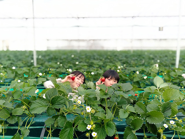 いちご狩りを楽しむ子ども/エーアト・ベーレ(千葉県/千葉市)