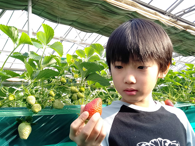 いちご狩りを楽しむ子ども/エーアト・ベーレ(千葉県/千葉市)