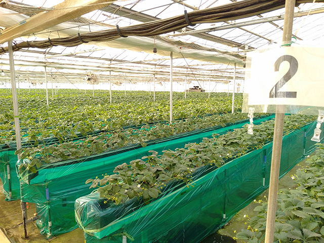 エーアト・ベーレのいちご狩り(千葉県/千葉市)