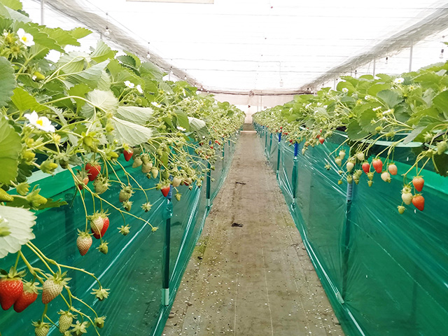 エーアト・ベーレのいちご狩り(千葉県/千葉市)