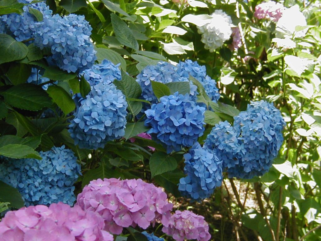 7月が旬の「アジサイ園」/姫の沢公園(静岡県熱海市)