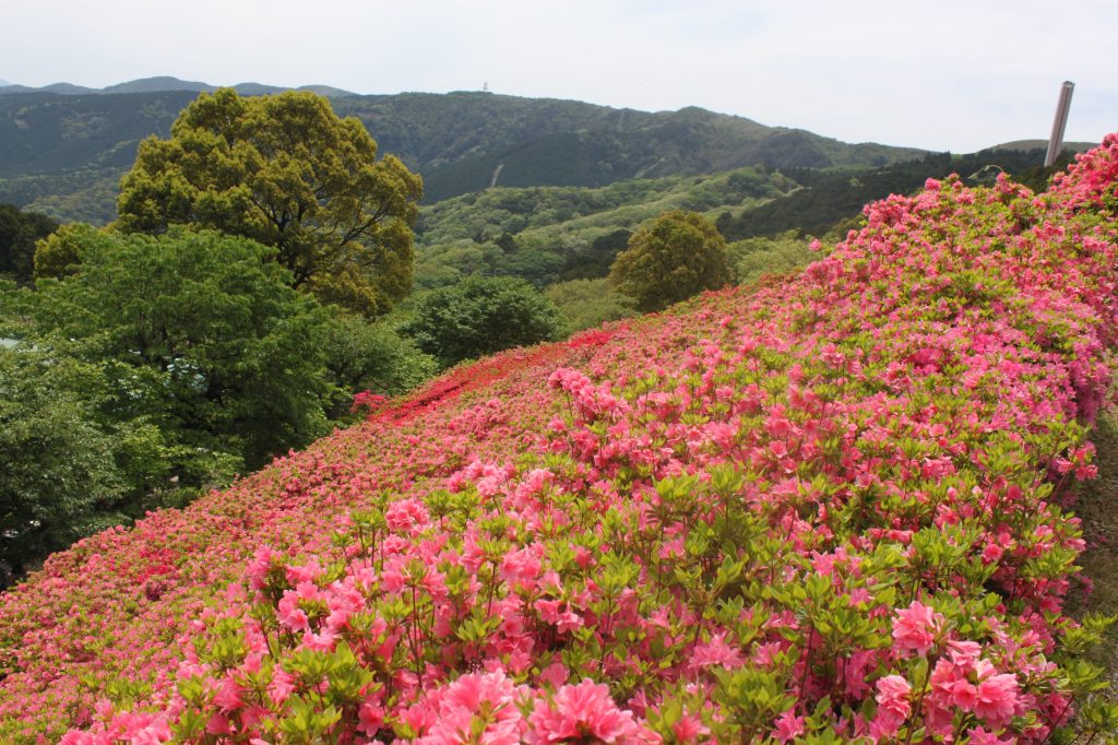 姫の沢公園（熱海）はピンクのツツジが6万本！季節の花々とアスレチックを楽しもう
