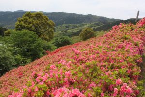姫の沢公園（熱海）はピンクのツツジが6万本！季節の花々とアスレチックを楽しもう