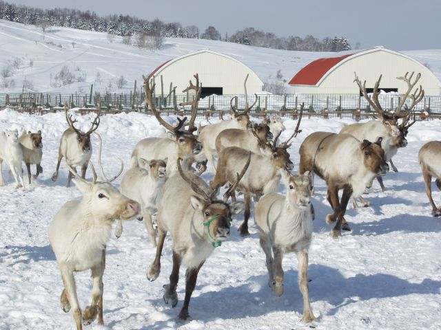 幌延町トナカイ観光牧場（北海道／天塩郡幌延町）