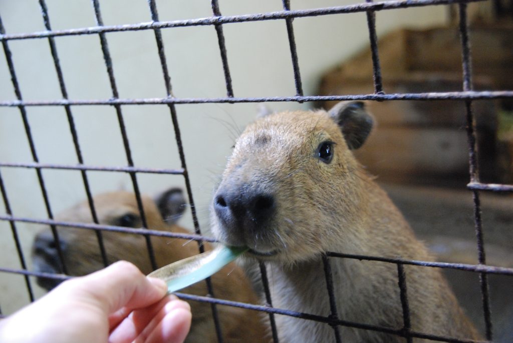 柵の外からカピバラへエサをあげられる/草津熱帯圏(群馬県/草津町)