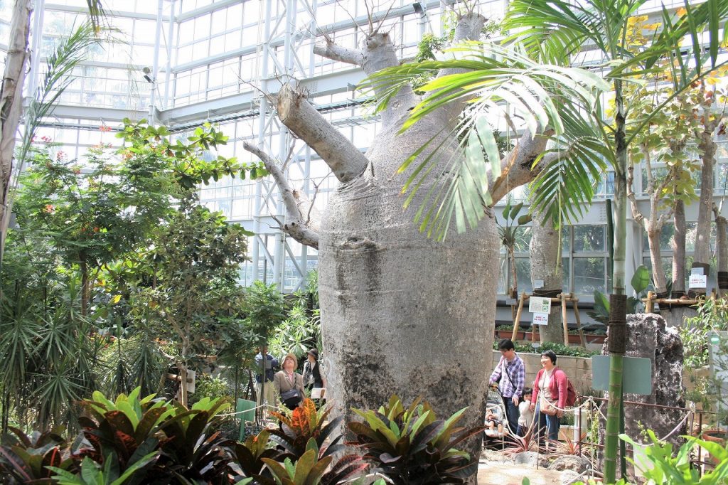 大温室の「オーストラリアバオバブ」/広島市植物公園(広島県/広島市)