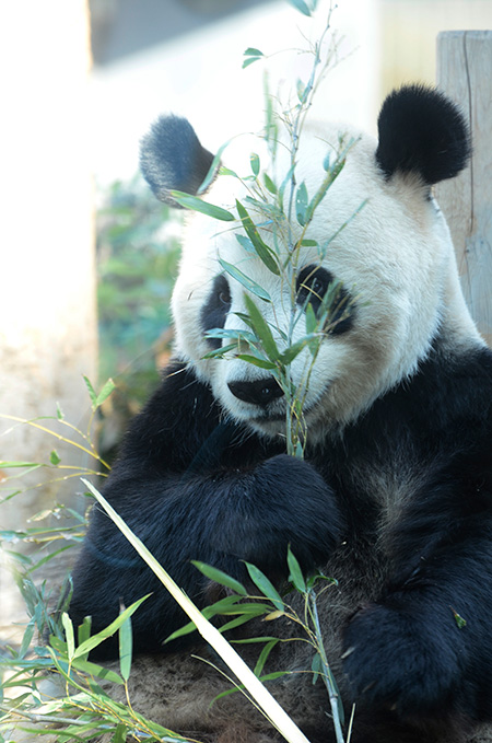 パンダのリーリー/恩賜上野動物園（東京都/台東区）