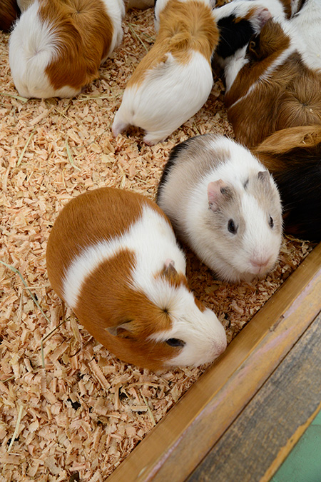 江戸川区自然動物園(東京都)のモルモット