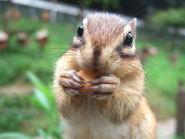 町田リス園(東京都/町田市)のリス