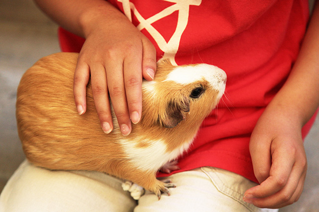 井の頭自然文化園(東京都/武蔵野市)のモルモット