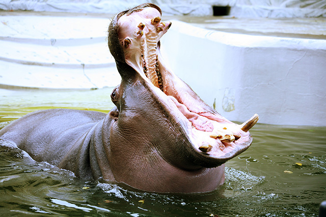 恩賜上野動物園(東京都/台東区)のカバ