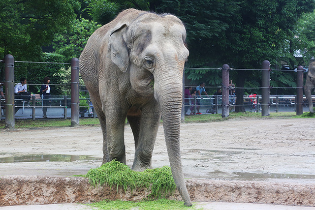 恩賜上野動物園(東京都/台東区)のアジアゾウ