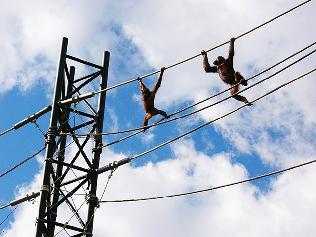 スカイウォークを歩くオランウータン/多摩動物公園(東京都/日野市)
