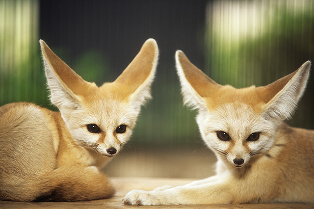 フェネック/井の頭自然文化園(東京都/武蔵野市)