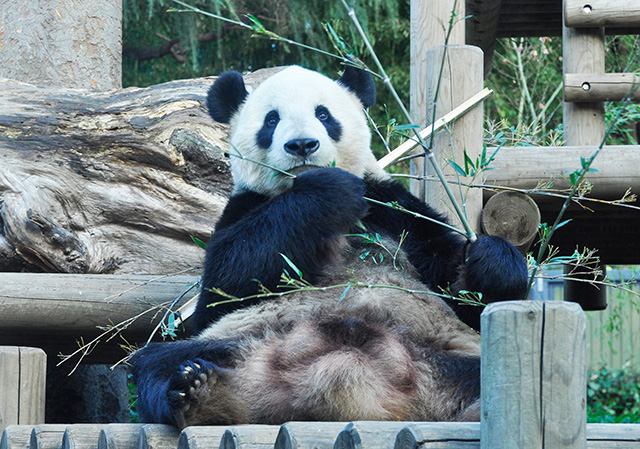 ジャイアントパンダ/恩賜上野動物園(東京都/台東区)