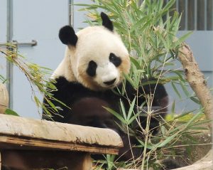 【東京】子連れにおすすめの動物園はココ！ ふれあい・無料など特徴別に選ぶ