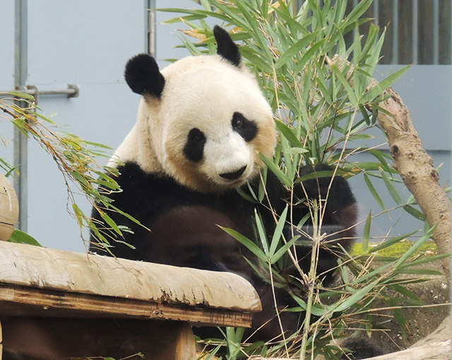 ジャイアントパンダ/恩賜上野動物園(東京都/台東区)