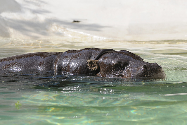 コビトカバ/恩賜上野動物園(東京都/台東区)