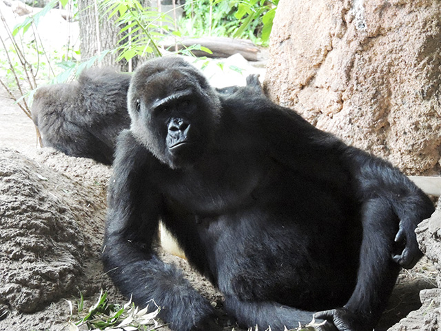 ゴリラ/恩賜上野動物園(東京都/台東区)