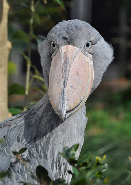 ハシビロコウ/恩賜上野動物園(東京都/台東区)