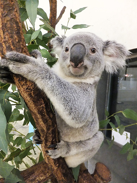コアラ/多摩動物公園(東京都/日野市)
