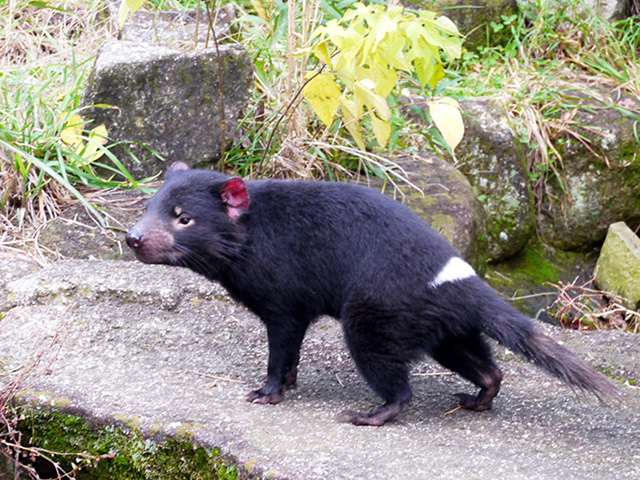 タスマニアンデビル/多摩動物公園(東京都/日野市)