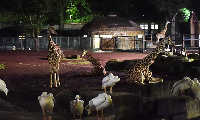 夜のサバンナの様子/多摩動物公園(東京都/日野市)