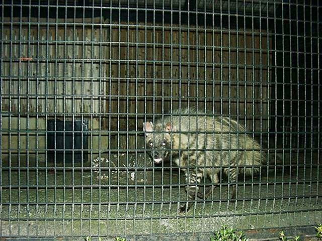 夜のシマハイエナ/羽村市動物公園(東京都)