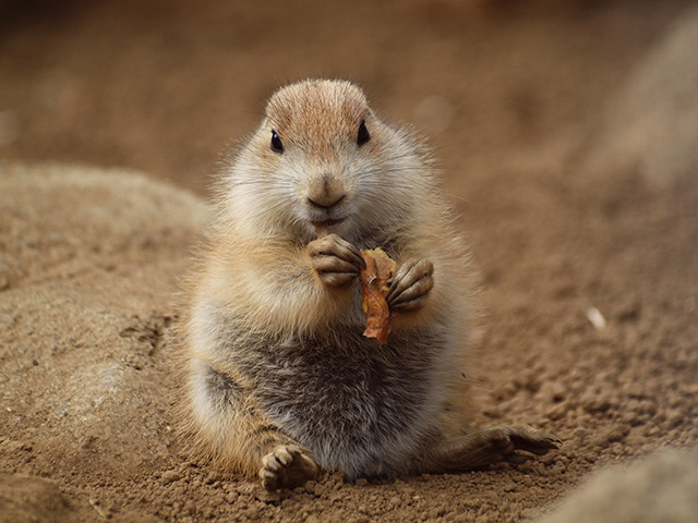 プレーリードッグ/江戸川区自然動物園(東京都)