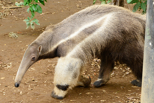 オオアリクイ/江戸川区自然動物園(東京都)