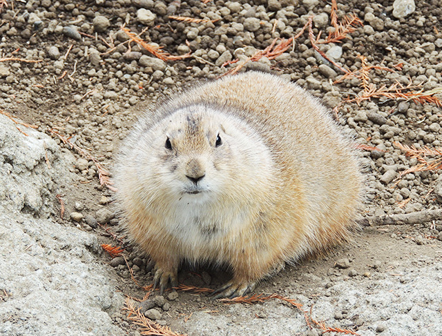 オグロプレーリードッグ/江戸川区自然動物園(東京都)