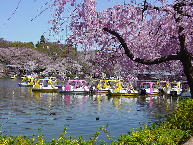 春の桜/井の頭恩賜公園(東京都/武蔵野市)