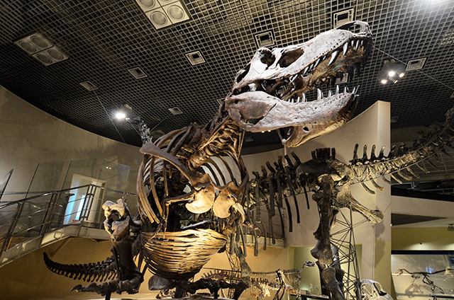 ティラノサウルスの全身骨格/国立科学博物館(東京都/台東区)