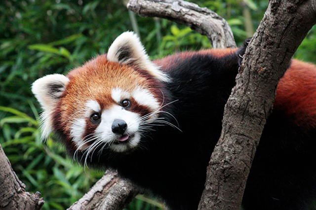 レッサーパンダ/江戸川区自然動物園(東京都)