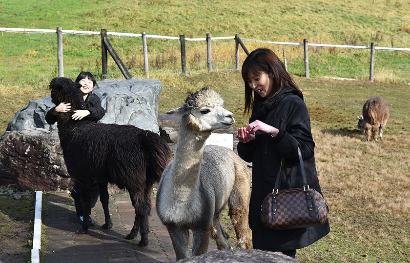 牧場でのびのびと暮らすアルパカ/ビバアルパカ牧場(北海道/剣淵町)