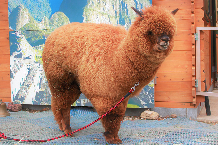 茶色のもこふわアルパカ/伊豆アニマルキングダム(静岡県/東伊豆町)