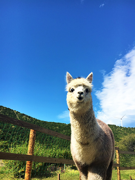 可愛い顔の白系アルパカ/伊豆アニマルキングダム(静岡県/東伊豆町)