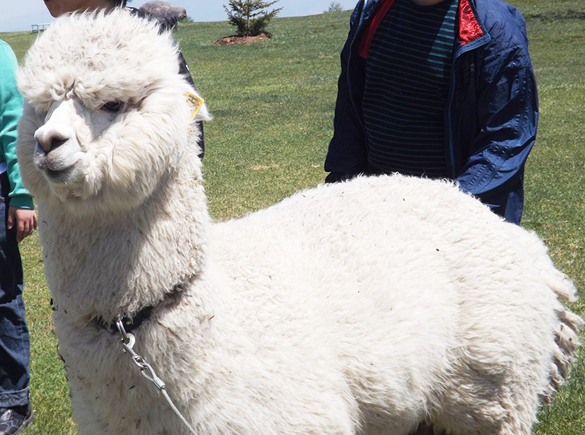 白系アルパカ/信州白樺高原 長門牧場(長野県/長和町)