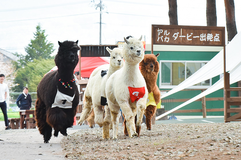 アルパカダービーの様子/八ヶ岳アルパカ牧場(長野県/富士見町)