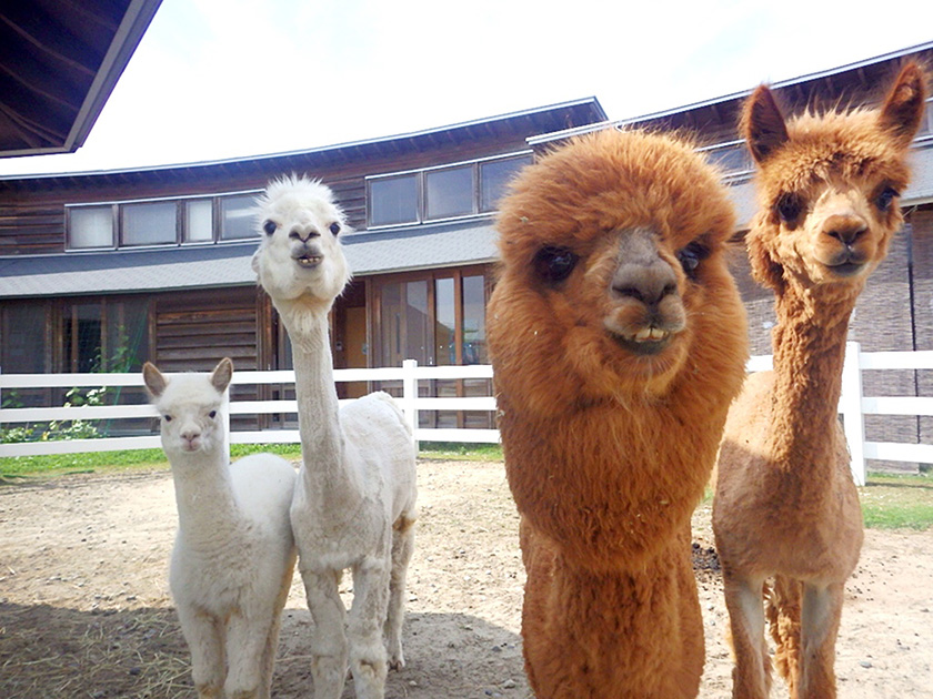 アルパカたちがお出迎え/いくとぴあ食花 ふれあい動物センター(新潟県/新潟市)