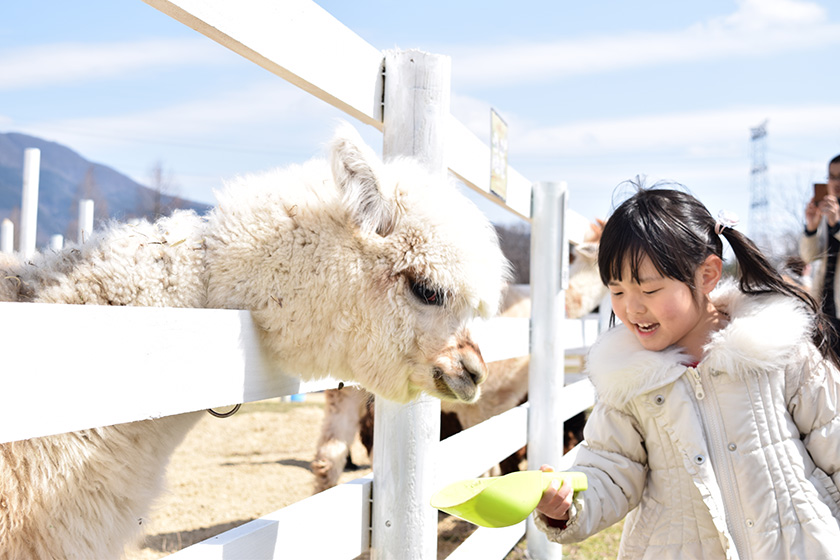 アルパカにエサをあげる様子/滋賀農業公園 ブルーメの丘(滋賀県/日野町)