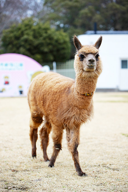 アルパカの”ミッティー”/千葉市動物公園(千葉県/千葉市)