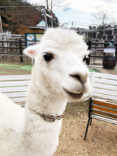 アルパカの”キャンディー”/千葉市動物公園(千葉県/千葉市)