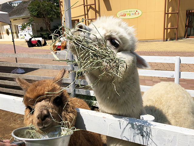 エサを食べるアルパカ/千葉市動物公園(千葉県/千葉市)