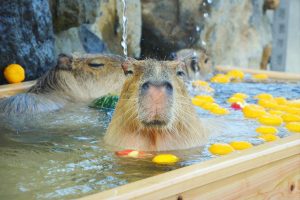 カピバラ解説！なぜ温泉好き？関東のふれあい＆カピバラ温泉がある動物園を紹介！