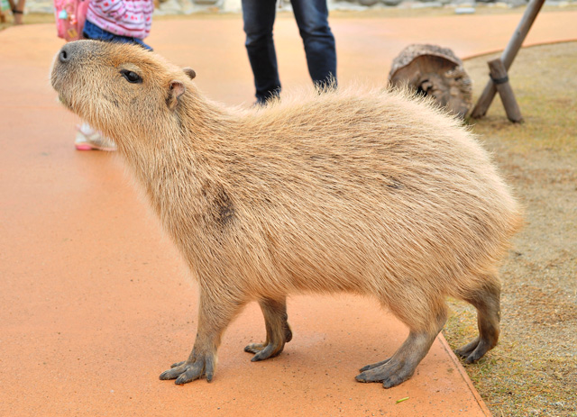 カピバラはとっても人なつっこい草食動物です