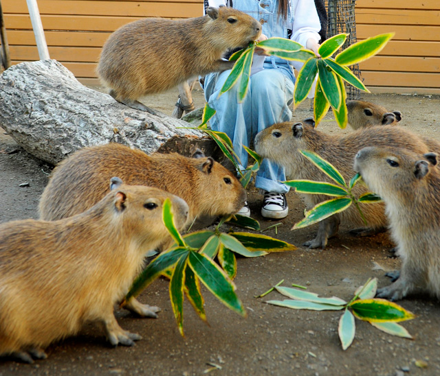 カピバラがエサを食べる様子/那須どうぶつ王国(栃木県/那須町)