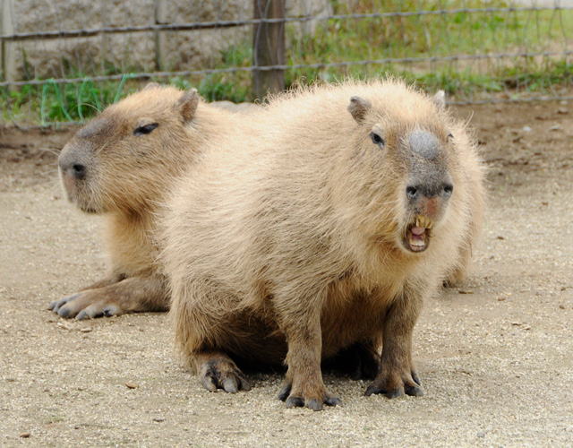 カピバラはネズミの仲間
