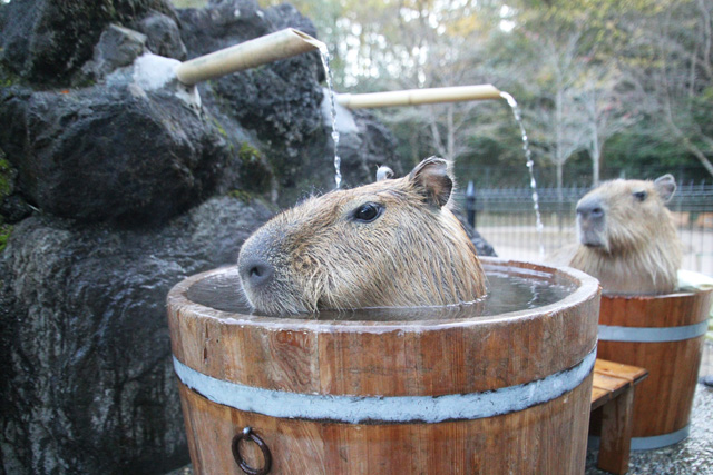 カピバラ温泉/埼玉県こども動物自然公園(埼玉県/東松山市)